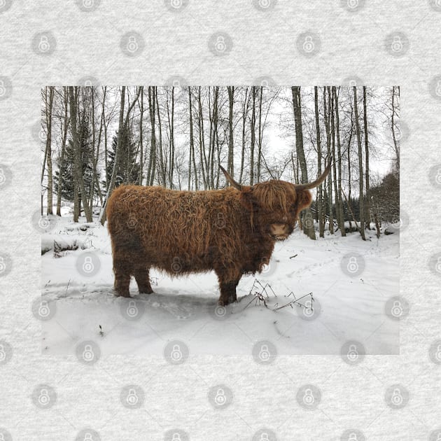 Scottish Highland Cattle Cow 2267 by SaarelaHighland